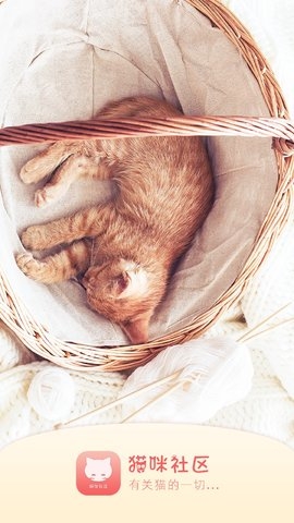 新版貓咪社區(qū)
