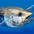 潛漁獵手