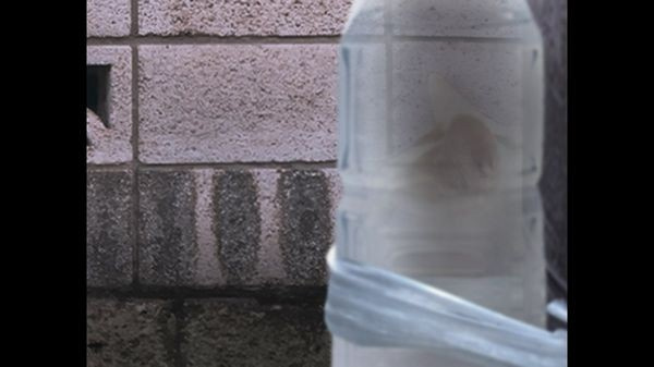 翌日猫之怪奇谭21481