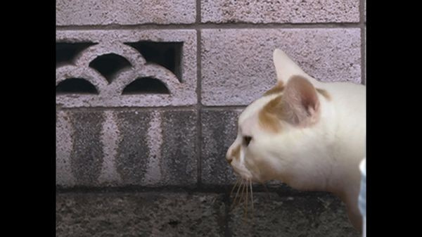 翌日猫之怪奇谭21481