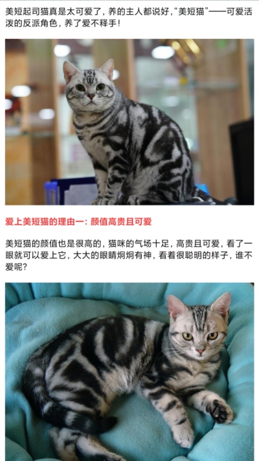 我的猫翻译0