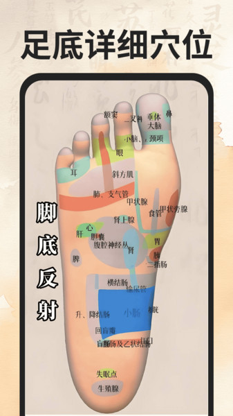 穴位经络图谱12080
