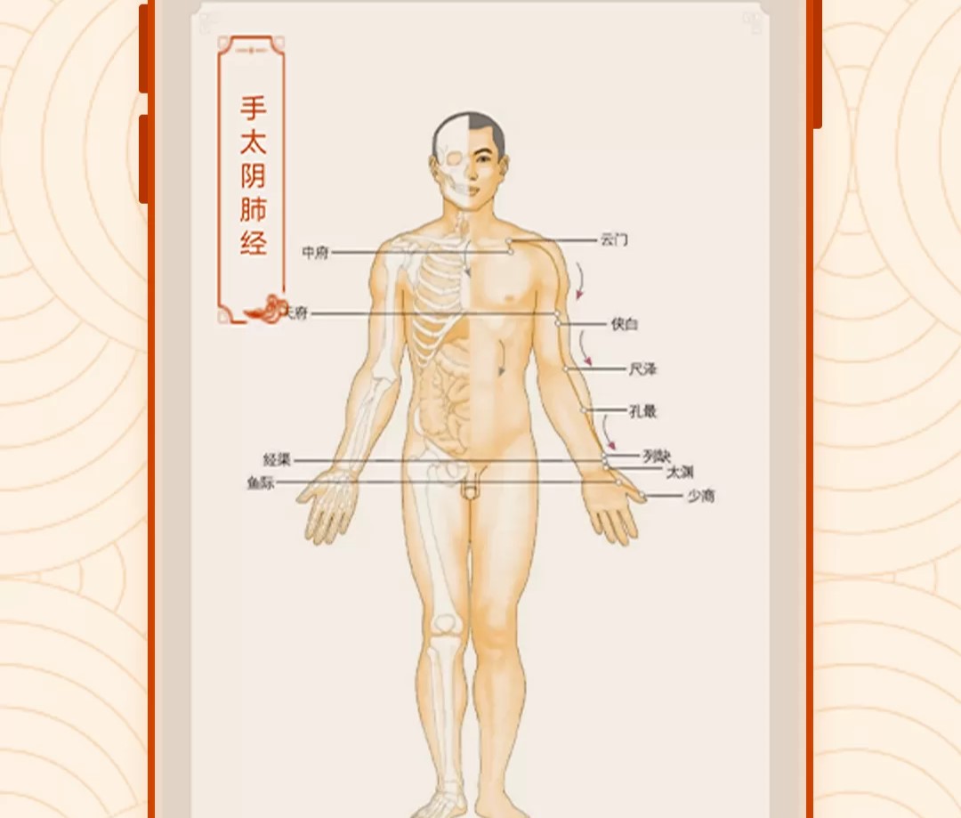 中医经络app