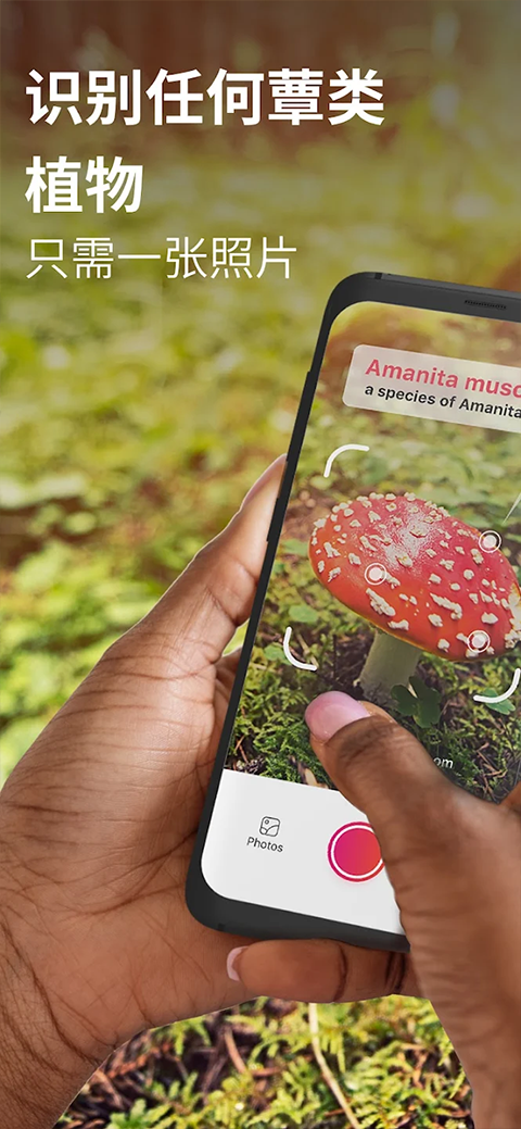 蘑菇识别扫一扫免费版12435