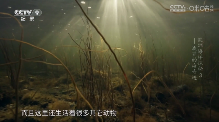 OK芸影视3.0.412557