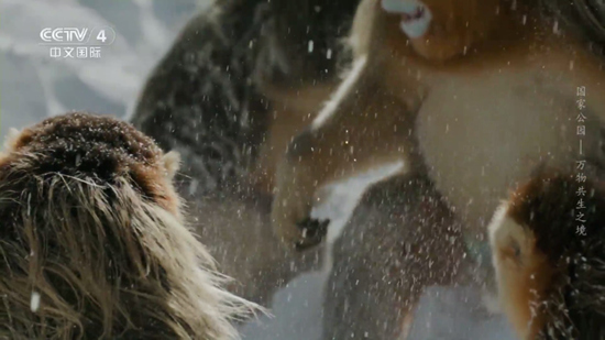 经典功夫tv电视直播1