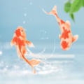 动态养鱼壁纸