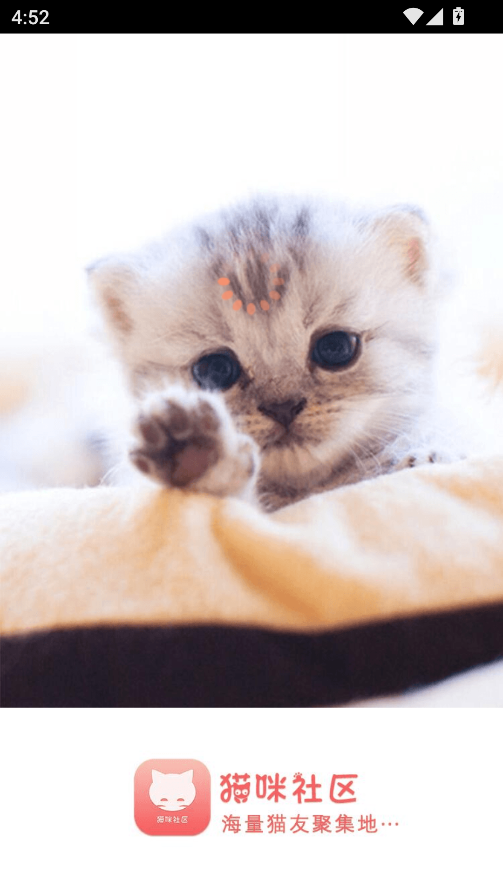 新版猫咪社区