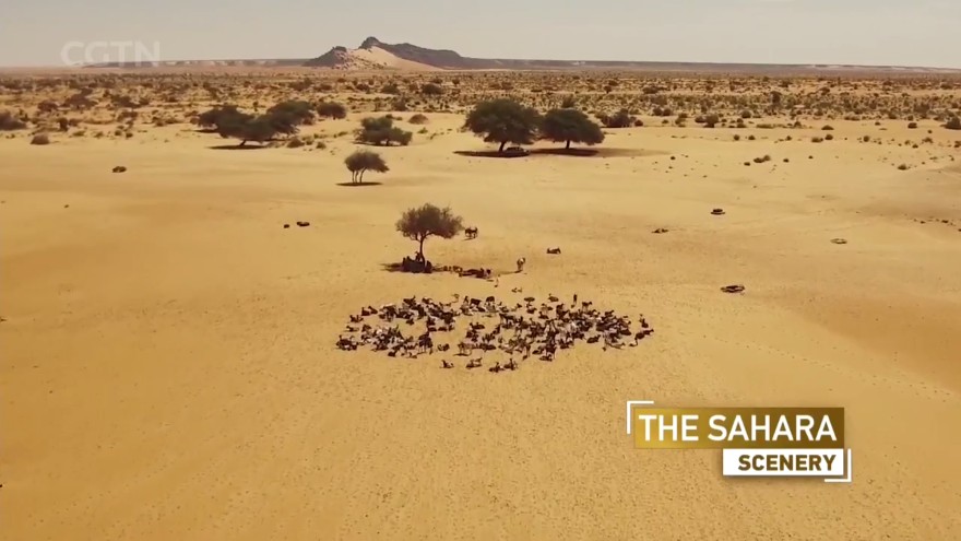 白糖视界官方版