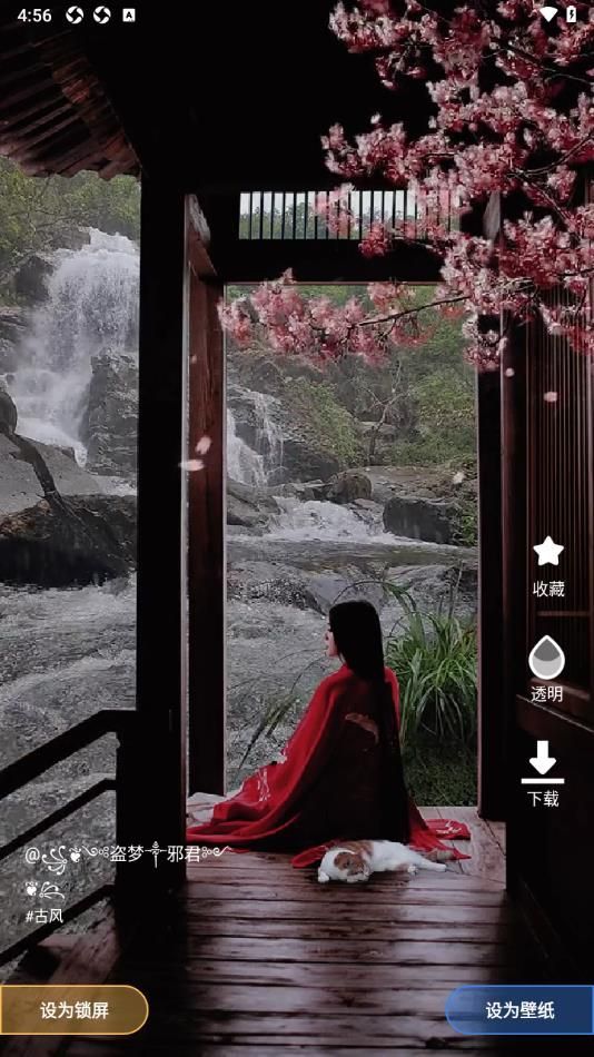 熊猫免费壁纸14290