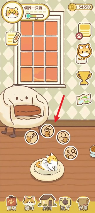 领养一只流浪猫