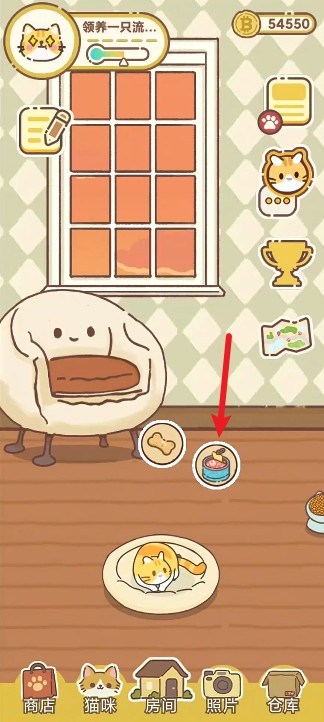 领养一只流浪猫