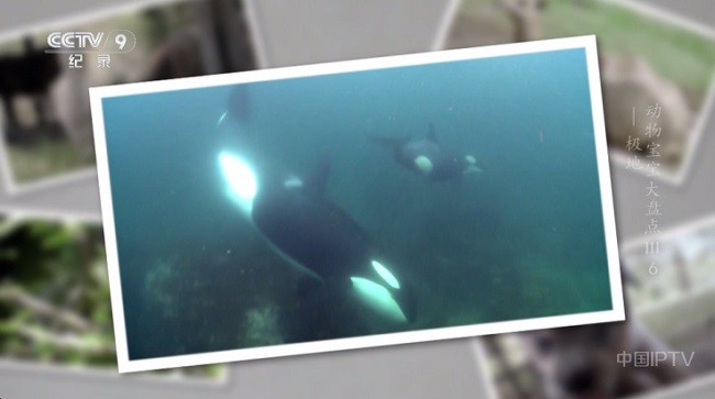 晨瑞电视最新版15887