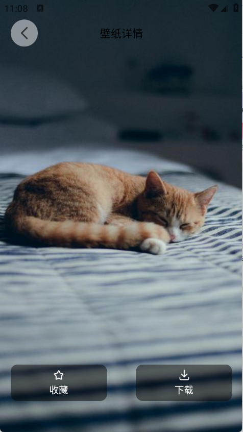 萌猫派对壁纸16166