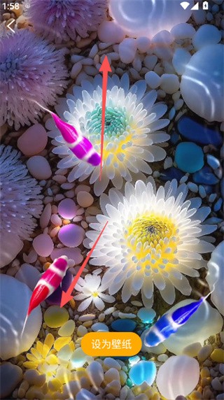 锦鲤金鱼壁纸正式版本下载