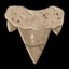 Archaic tooth.png