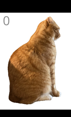 给猫梳毛1.1最新版