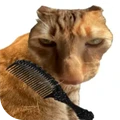 给猫梳毛brush jjaemu