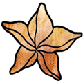 杨桃头Karambola