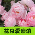 花朵爱消消红包版